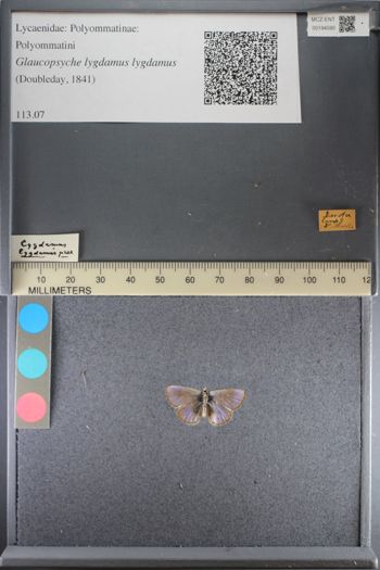 Media type: image;   Entomology 194590